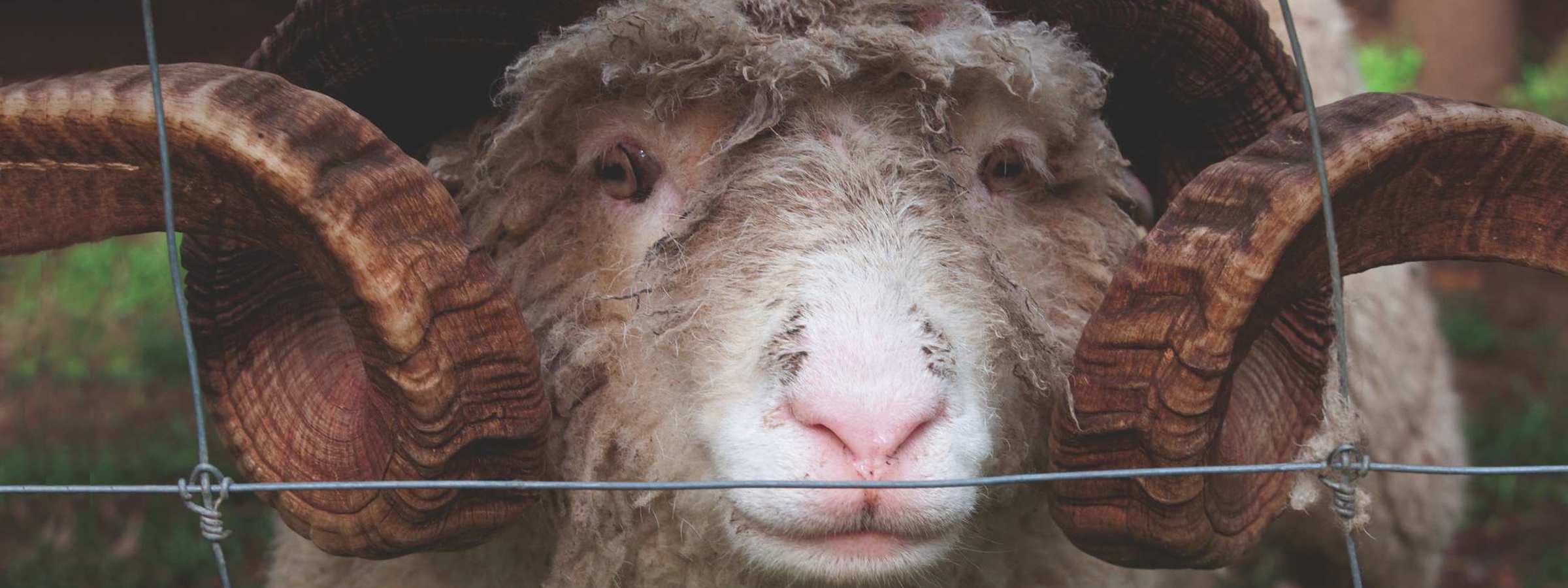 En vædder står og kigger ud gennem maskerne på et nethegn.