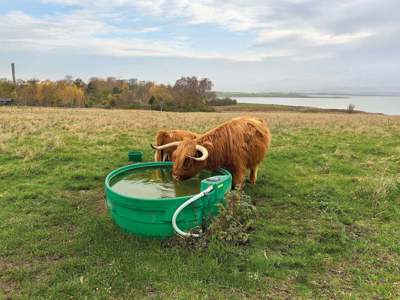 En ko drikker af et Super Drikkekar