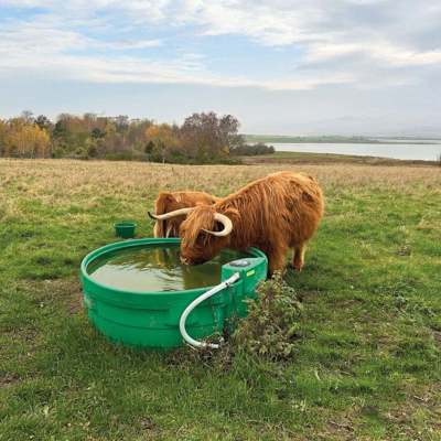 En ko drikker af et Super Drikkekar