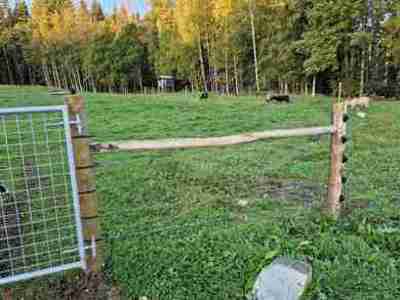 Fire får går sikker rundt i deres ulvesikrede indhegning med fem rækker strømførende tråde og en stållåge.