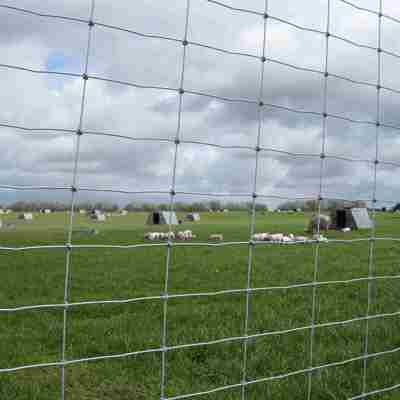 Gennem et nethegn kan man se flere grupper af frilandsgrise i en udendørs indhegning.