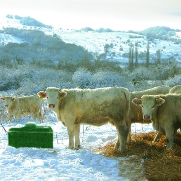 I et sneklædt landskab står en flok af hvide køer ved siden af et isoleret drikkekar