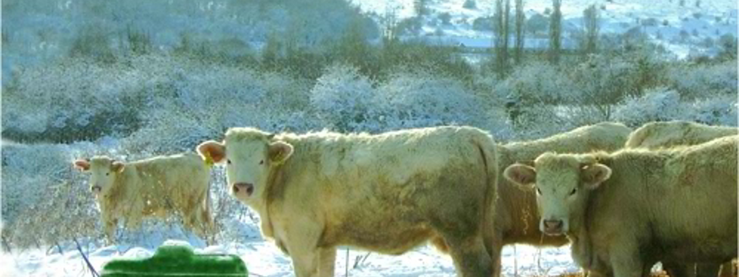 I et sneklædt landskab står en flok af hvide køer ved siden af et isoleret drikkekar