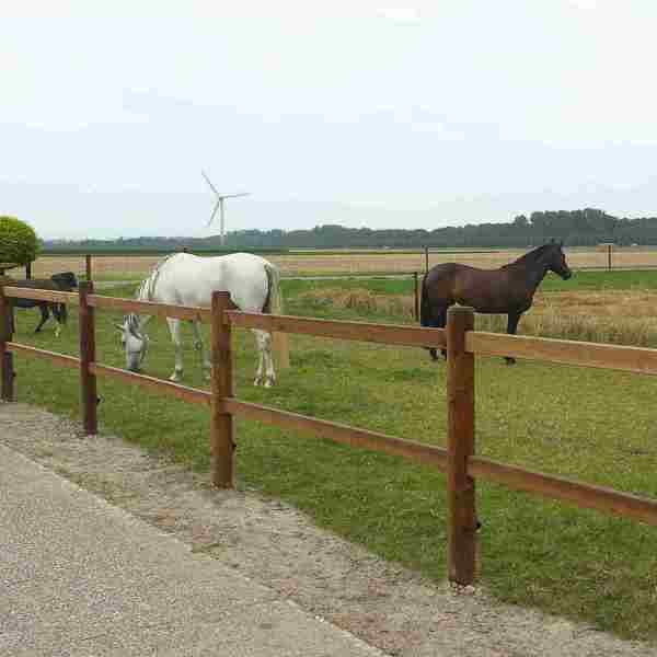 Tre heste står i en hestefold ud til en vej. Et Colorado hestehegn af træ holder hestene inde i folden.