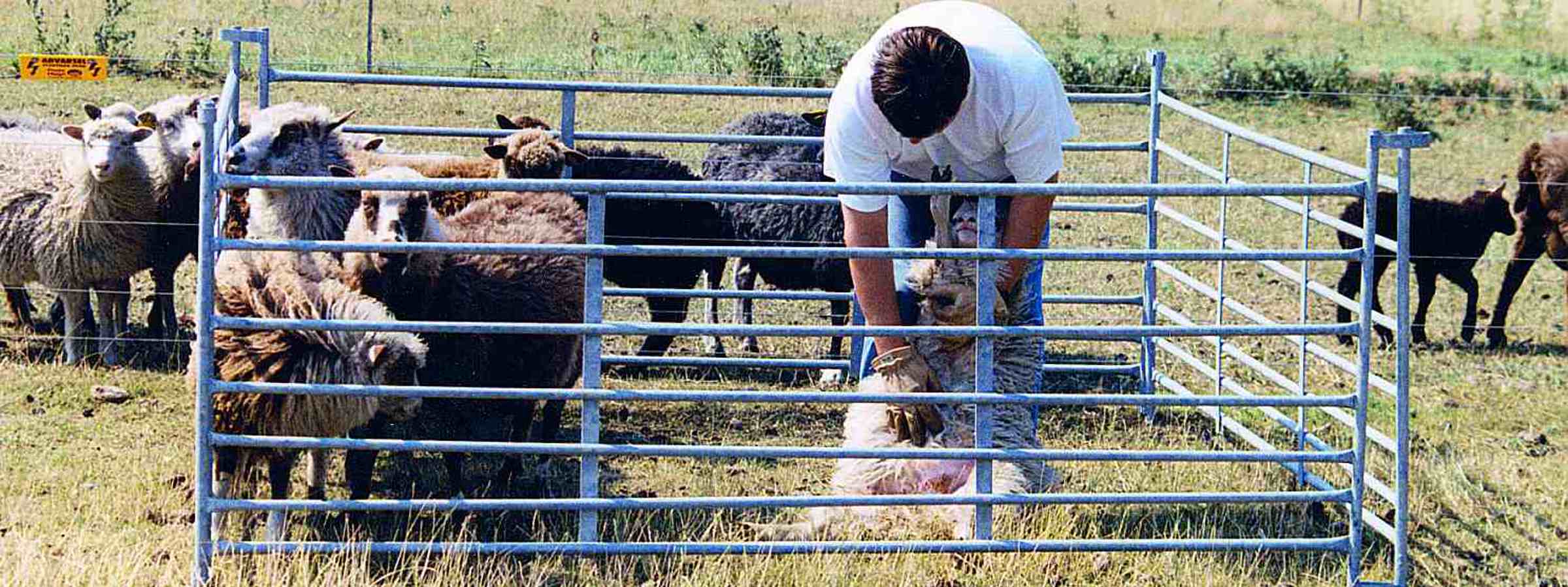 En mand står i en fangefold og undersøger et fårs mave.