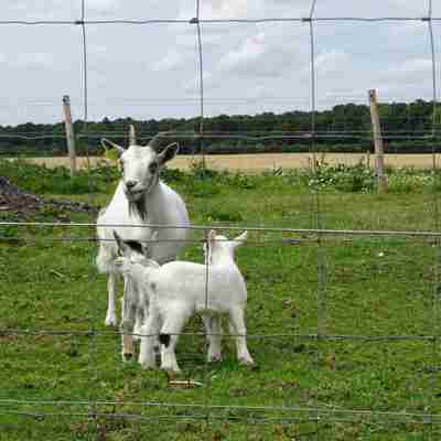 En ged står sammen med to gedekid i en indhegning.