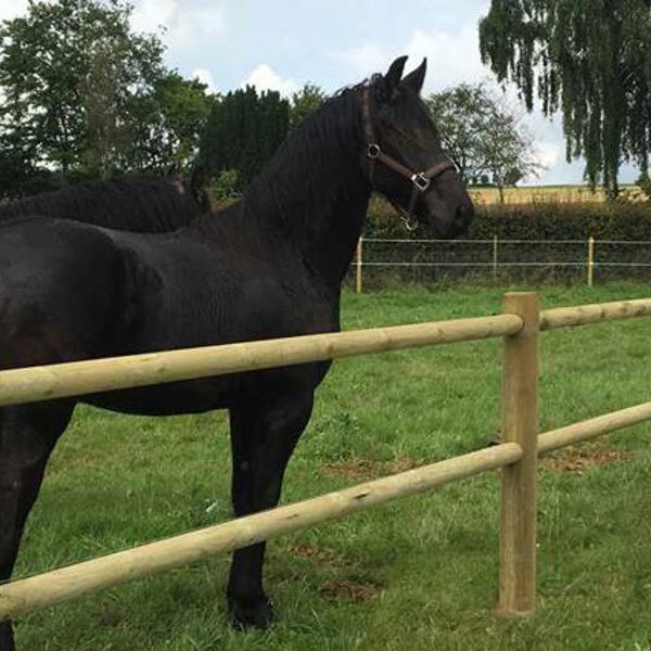 To sorte heste står ved siden af hinanden i en hestefold.