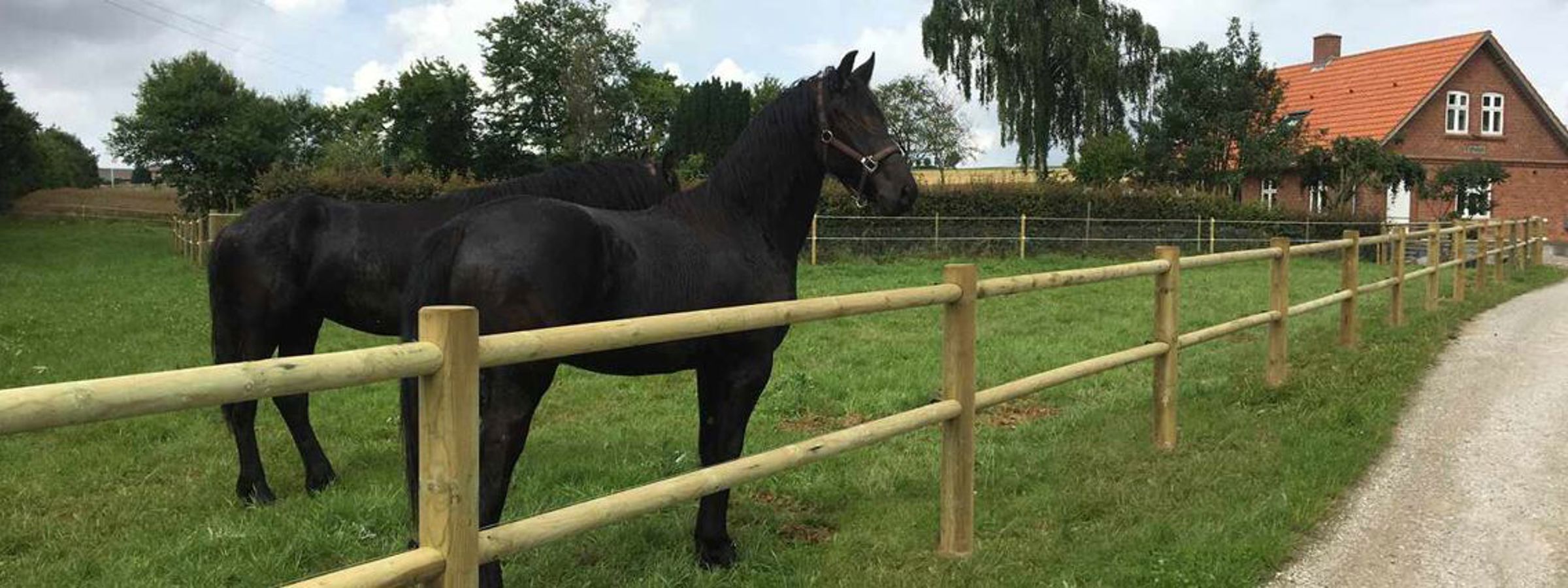 To sorte heste står ved siden af hinanden i en hestefold.