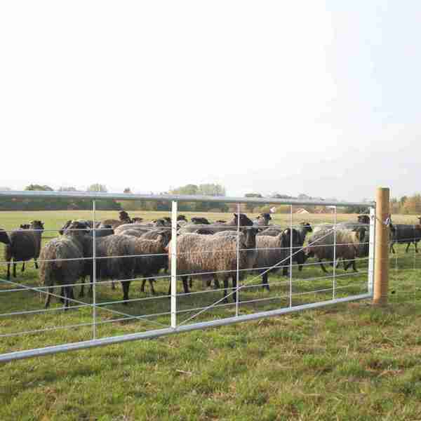 En flok af får står bagved en letvægtslåge